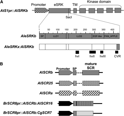 Figure 2.—