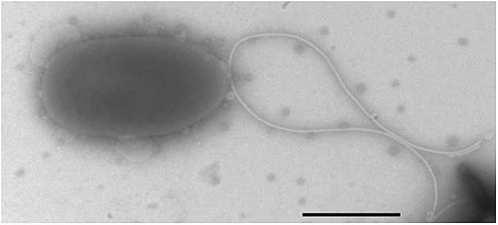 Figure 4—figure supplement 2.