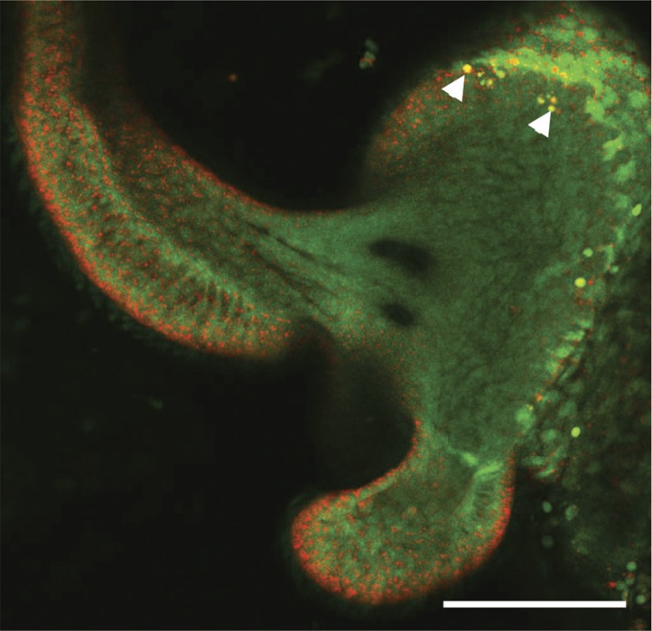 Figure 1—figure supplement 4.