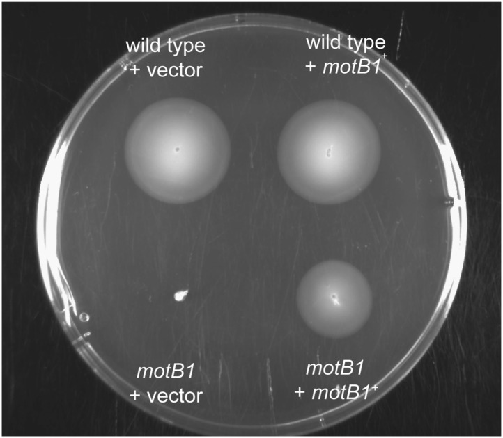 Figure 3—figure supplement 1.