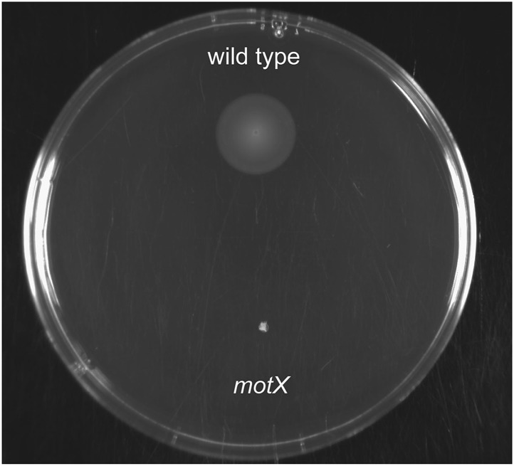 Figure 4—figure supplement 1.