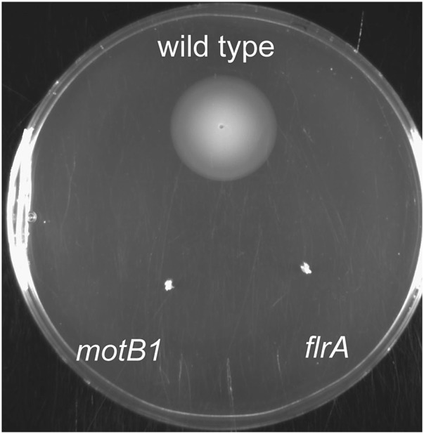 Figure 1—figure supplement 1.