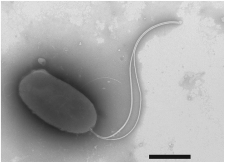 Figure 1—figure supplement 2.