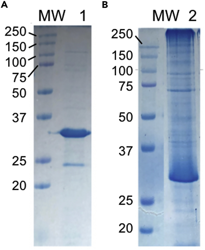 Figure 1