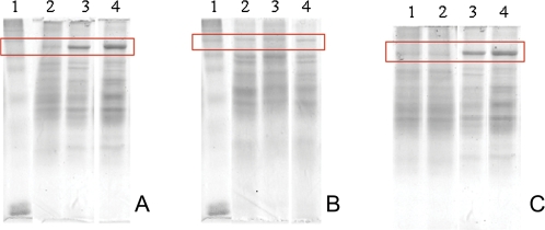 FIG. 8.