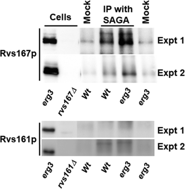 FIGURE 7: