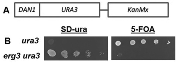 FIGURE 1: