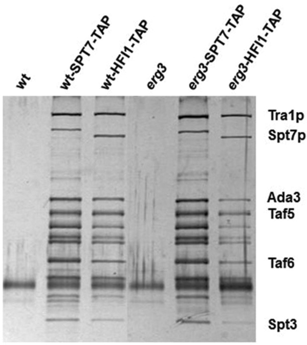 FIGURE 3: