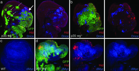 Fig. 4.