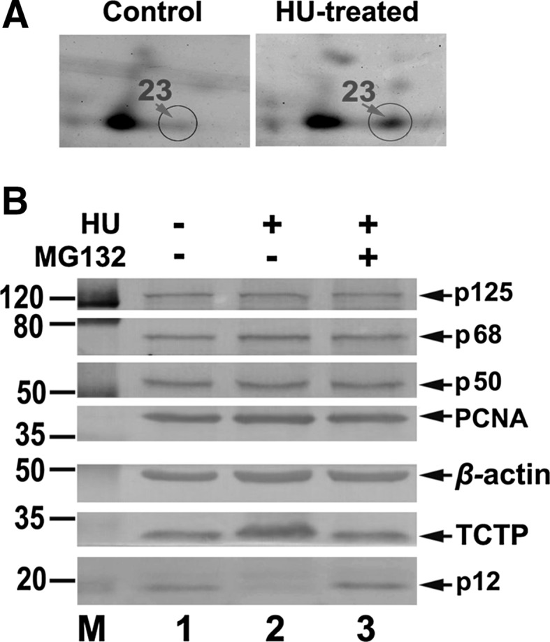 Fig. 5