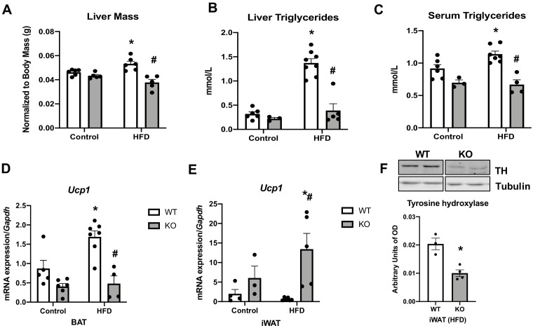 Figure 5—figure supplement 1.