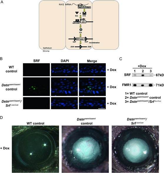 Figure 2.—