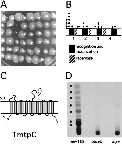 FIG. 1