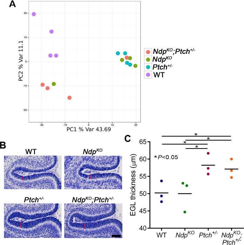 Figure 4—figure supplement 1.