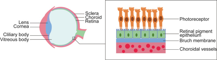 FIGURE 1