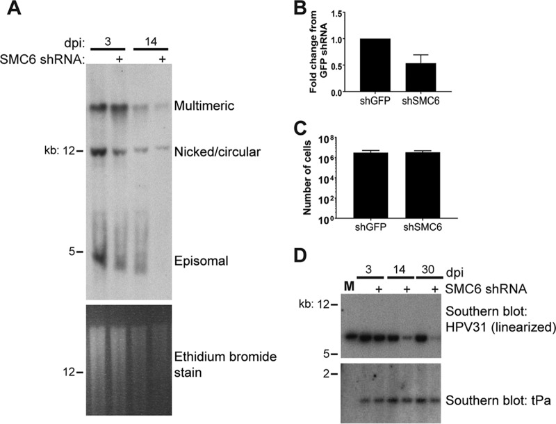 FIG 6