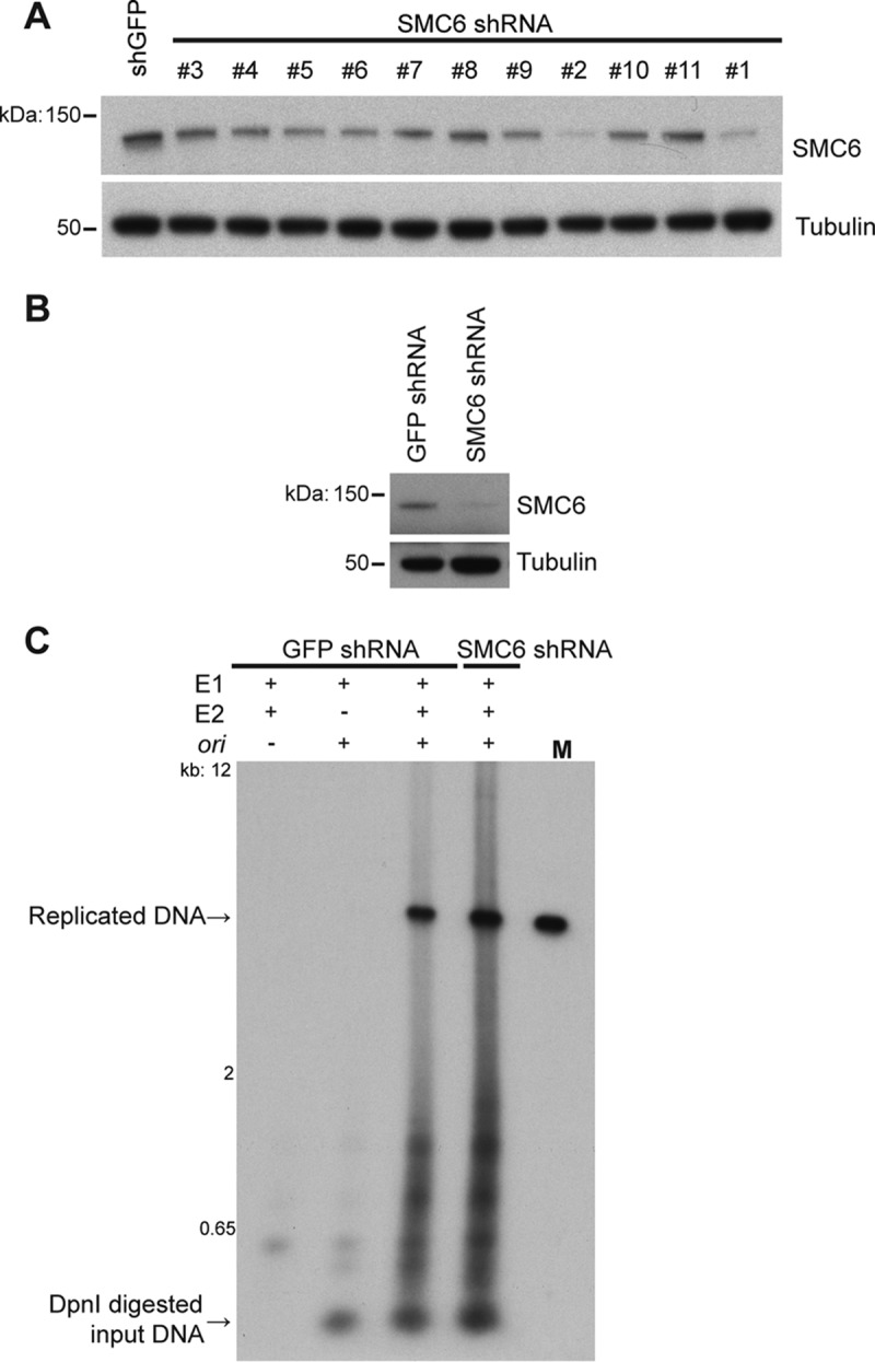 FIG 5