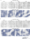 Figure 5—figure supplement 1.