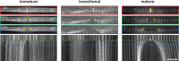 Figure 7—figure supplement 2.
