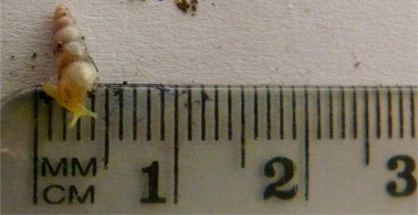 Fig. 5