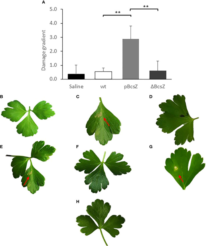 Figure 5