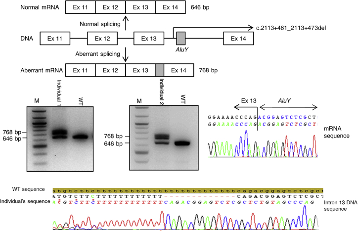 Figure 1