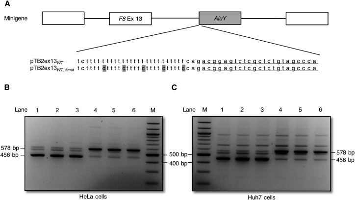 Figure 3