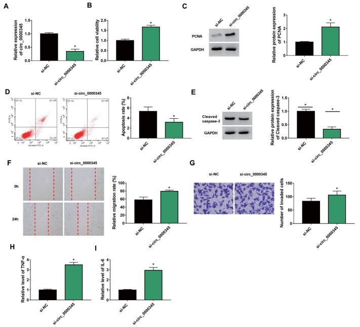 Supplementary Fig.1. Effects of circ_0000345 silencing on cell proliferation, migration, invasion, and inflammatory response in ox-LDL-stimulated ASMCs