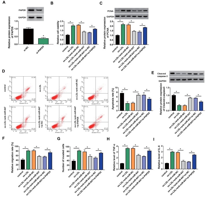 Fig.7. PAPD5 silencing impaired miR-647 knockdown-mediated effects on ASMC proliferation, migration, invasion, and inflammatory response under ox-LDL stimulation