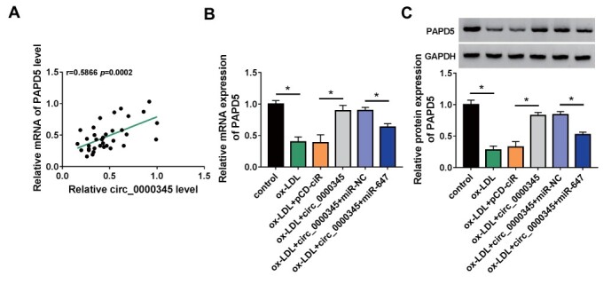 Fig.8. Circ_0000345 regulated PAPD5 expression via adsorbing miR-647