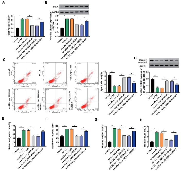 Fig.5. miR-647 impaired circ_0000345 overexpression-mediated effects on cell proliferation, migration, invasion, and inflammatory response in ox-LDL-stimulated ASMCs