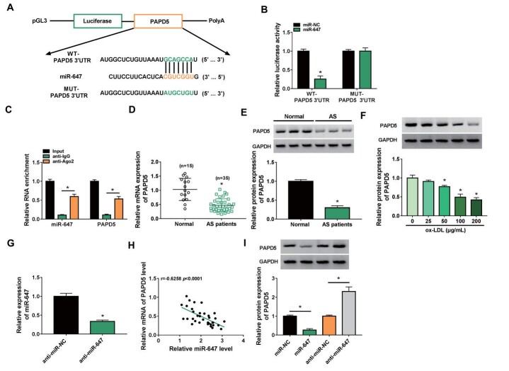 Fig.6. PAPD5 acted as a target for miR-647