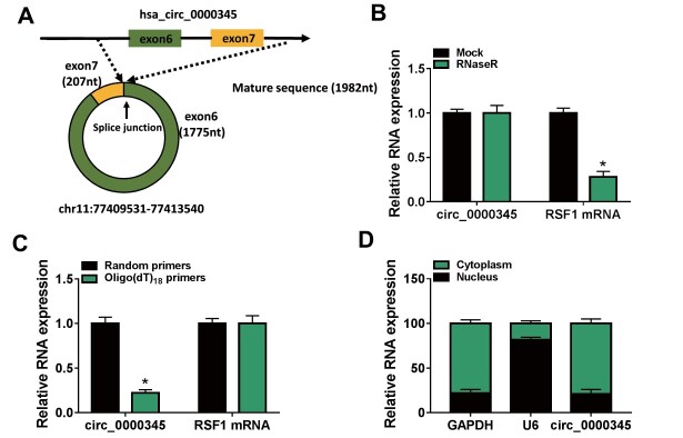 Fig.2. The characteristics of circ_0000345 in ASMCs