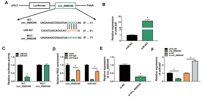 Fig.4. Circ_0000345 acted as a miR-647 sponge