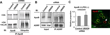 FIGURE 6: