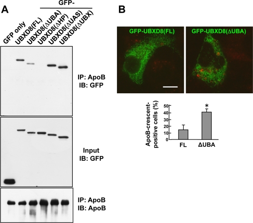 FIGURE 4: