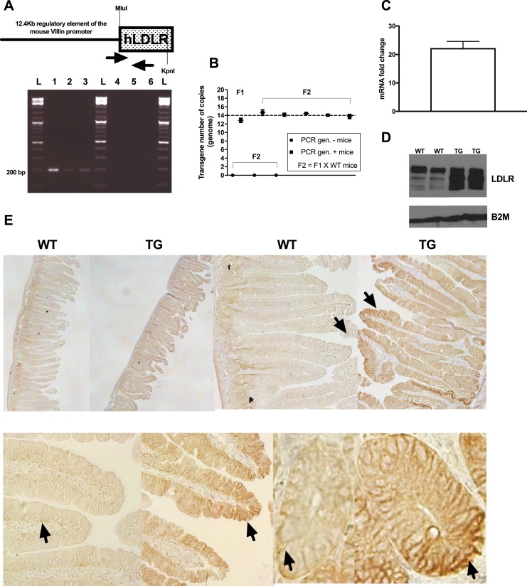 Figure 2.