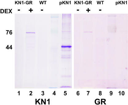 Figure 5