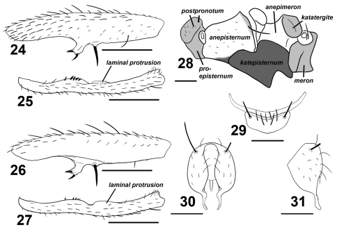 Figures 24–31.