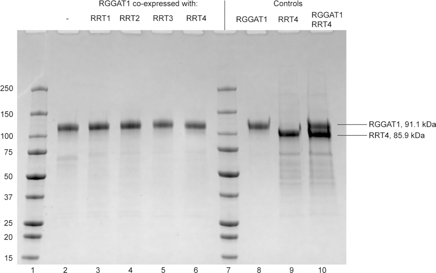 Extended Data Fig. 8 |