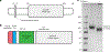 Fig. 2 |