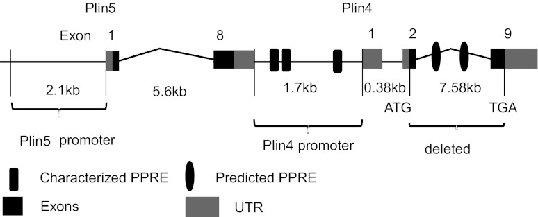 Fig. 9.