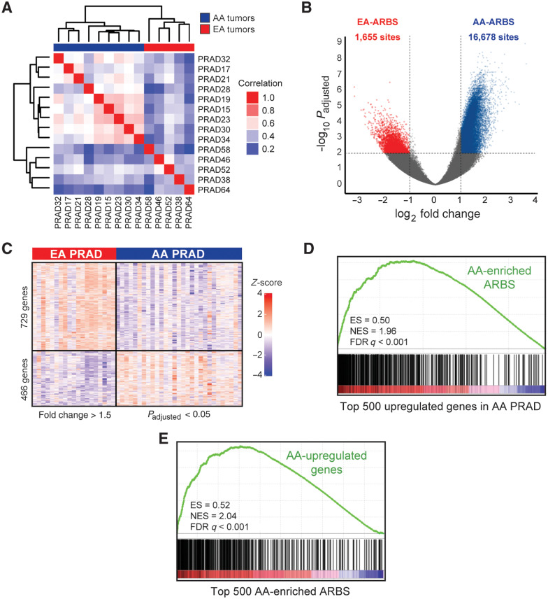 Figure 2. Differences in the prostate cancer AR cistrome between AA and EA men associate with distinct RNA expression programs. A, Unsupervised pairwise correlation of the AR cistromes from AA and EA prostate tumors. Hierarchical clustering demonstrates the relatedness of each AR cistrome. B, Volcano plot of ancestry-enriched ARBS. 16,678 ARBS were enriched in AA relative to EA (AA-ARBS) prostate tumors and 1,655 ARBS in EA relative to AA prostate tumors (EA-ARBS) with an FDR-adjusted P < 0.01 and log2 fold change > 1. C, Differential gene expression analysis of 30 AA and 19 EA paired tumor-normal prostate specimens. 466 genes were upregulated in AA and 729 genes were upregulated in EA prostate tumors with an FDR-adjusted P < 0.05 and log2 fold change > 1.5. D, GSEA of AA-ARBS are enriched for genes upregulated in AA relative to EA prostate tumors (NES = 1.96; P < 0.001). E, GSEA of genes upregulated in AA prostate tumors are enriched for AA-ARBS (NES = 2.04; P < 0.001). ES, enrichment score.