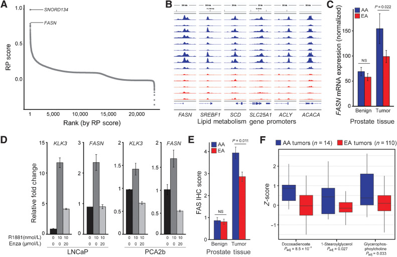 Figure 4. AR binding associates with FASN and other lipid metabolism genes, which are regulated by AR in vitro. A, Gene-level RP score in the 16,678 AA-ARBS identifies FASN as the gene with the greatest difference in AR binding intensity in AA versus EA prostate cancer (23). B, AR binding intensity is greater in AA than EA prostate tumors at the FASN promoter, as well as several other genes that encode key lipid metabolism enzymes. Each track depicts ChIP-seq AR binding intensity in each sample. C, Normalized FASN mRNA expression in paired normal prostate tissue and prostate cancer from 24 AA and 24 EA men. Error bars reflect the standard error. D, RNA expression for FASN and KLK3 in LNCaP cells and PCA2b cells treated with vehicle, R1881 for 72 hours, or R1881 72 hours and enzalutamide for 48 hours. Expression values for cells treated with R1881 or R1881 plus enzalutamide are relative to vehicle-treated cells (black). Error bars reflect the standard error. E, FAS protein expression in 492 prostate tissue specimens from AA (102 tumor and 112 normal) and EA men (150 tumor and 128 normal) demonstrating significantly higher FAS expression in AA than EA prostate tumors. Error bars reflect the standard error. F, Metabolomic analysis of 94 lipids in 14 AA and 110 EA prostate tumors identified lipids and fatty acids present at significantly higher levels in AA prostate tumors. Box plots are displayed with a median center line, box range from the 25th to 75th percentile and whiskers extending to the most extreme observation within 1.5 times the interquartile range. NS, not significant; Padj, Padjusted.