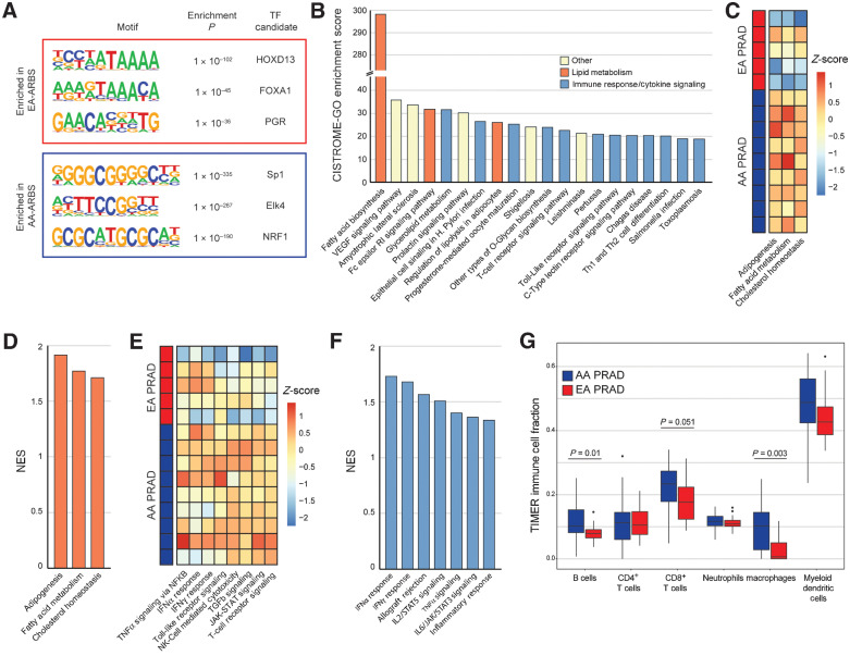 Figure 3. The AR prostate cancer cistrome associates with lipid metabolism, immune response, and cytokine signaling. A, Three most significantly enriched nucleotide motifs present in AA-ARBS and EA-ARBS by de novo motif analysis. B, Pathway enrichment of the AA-ARBS identified using CISTROME-GO (23). AR binding intensity in each AA and EA prostate tumor for Hallmark lipid metabolism (C) and immune response and cytokine signaling (E) gene sets using ssGSEA analysis (24). Differential expression analysis in our RNA-seq data identifies upregulation of Hallmark lipid metabolism (D) and immune response and cytokine signaling (F) gene sets in AA (n = 30) versus EA (n = 19) prostate tumors. G, Estimation of tumor infiltrate immune populations demonstrates greater signal for B cells (P = 0.01) and macrophages (P = 0.003), and a trend towards CD8+ T cells (P = 0.051) in AA versus EA prostate cancer (41). NK, natural killer.