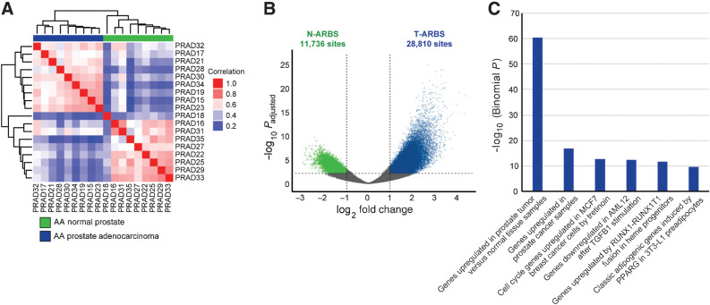 Figure 1. The AR cistrome is reprogrammed in prostate tumorigenesis in AA men. A, Unsupervised pairwise correlation of the AR cistromes from AA prostate tumor and normal specimens. Hierarchical clustering demonstrates the relatedness of each AR cistrome. B, Volcano plot of ARBS enriched in AA tumor versus normal specimens (T-ARBS; N = 28,810) and normal versus tumor specimens (N-ARBS; N = 11,736) with an FDR-adjusted P < 0.01 and log2 fold change > 1. C, MSigDB perturbation pathways enriched in the 28,810 T-ARBS using the GREAT tool (22).