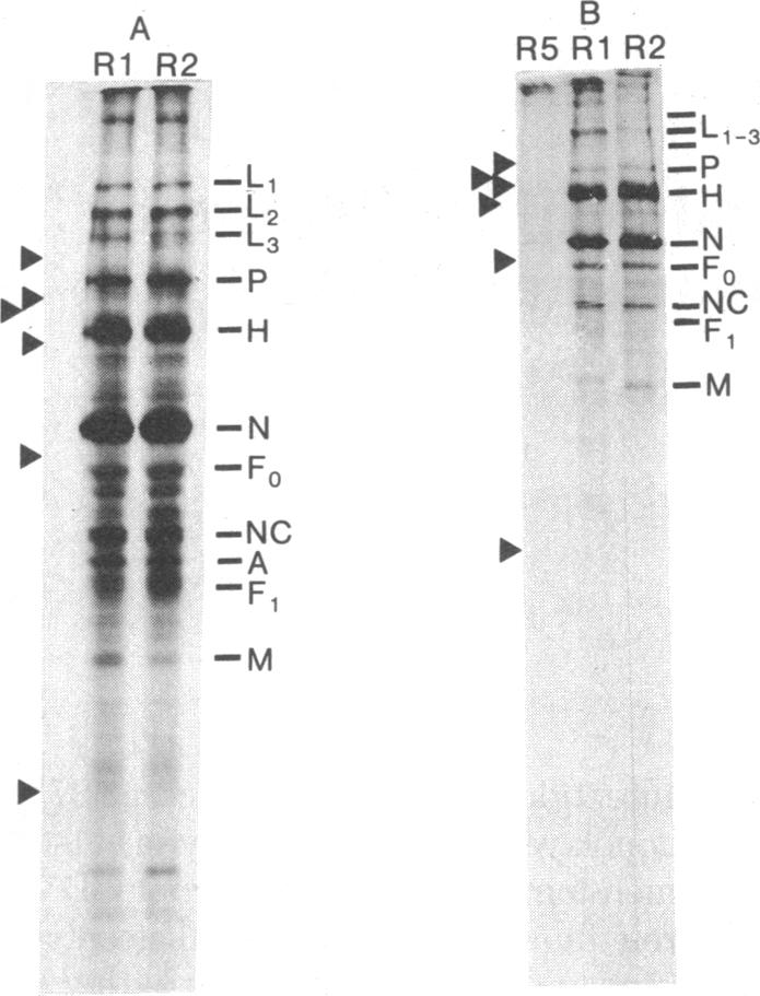 graphic file with name pnas00012-0586-a.jpg