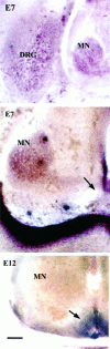 Fig. 7.