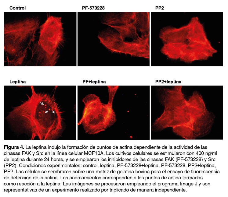 Figura 4