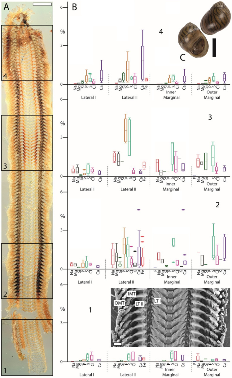 Fig. 7